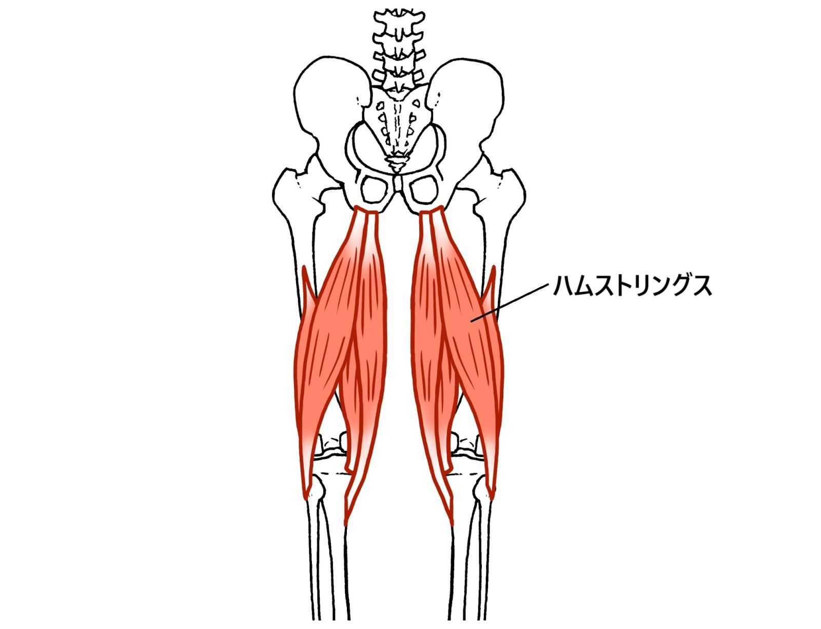 ハムストリングスの筋肉のイラスト