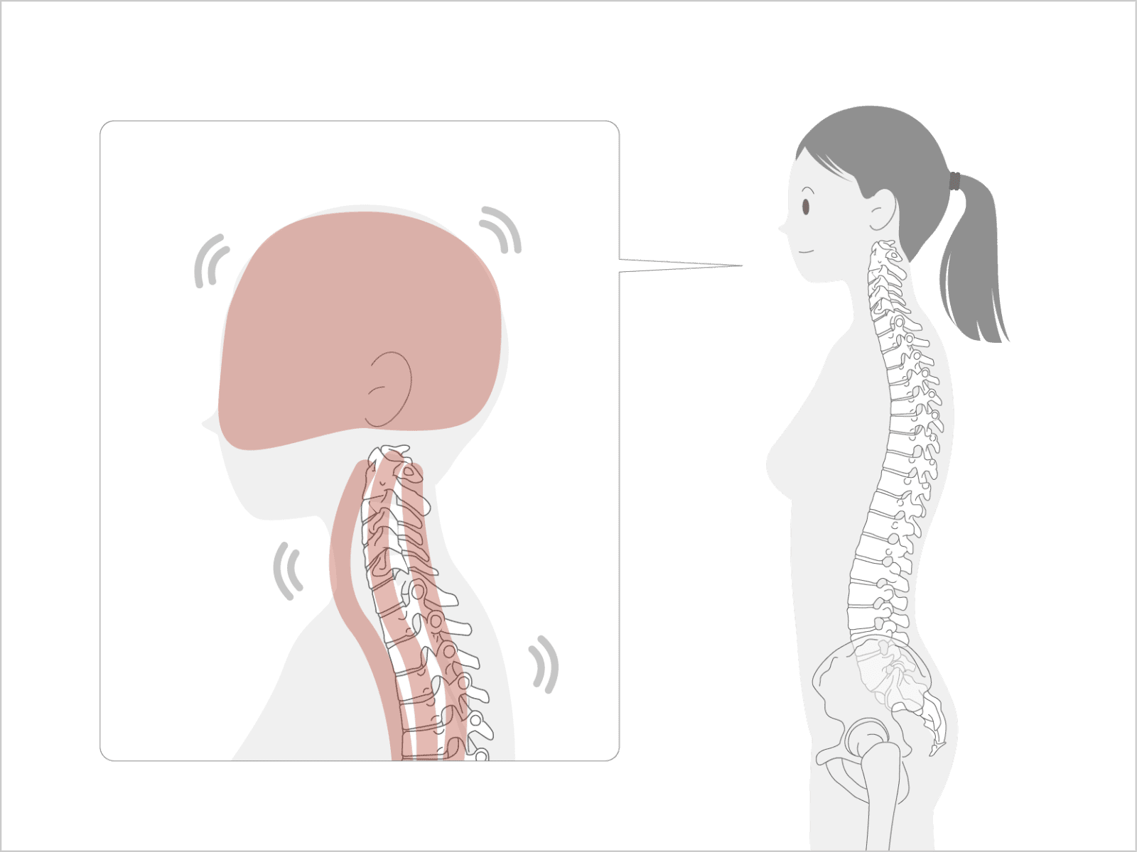 頭は首の上で自由に動いている。そしてその下にある首も常に動いてバランスをとっている