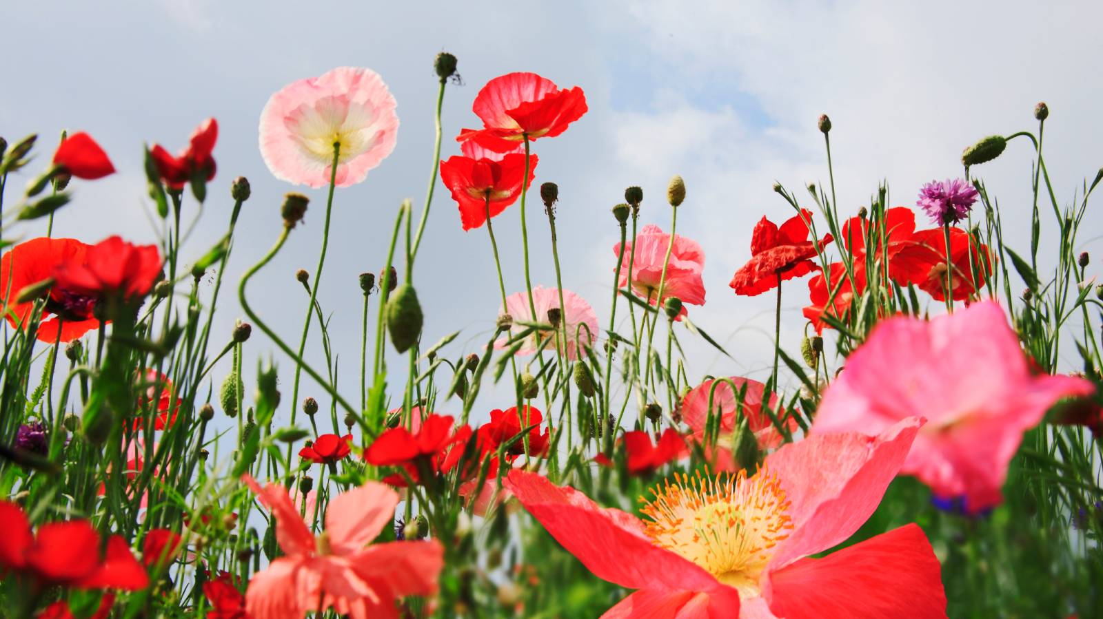 私が私であることに"申し訳なさ"を感じずにいられる場所を探しに｜連載「本当は何を望んでるの？」