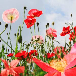 私が私であることに"申し訳なさ"を感じずにいられる場所を探しに｜連載「本当は何を望んでるの？」