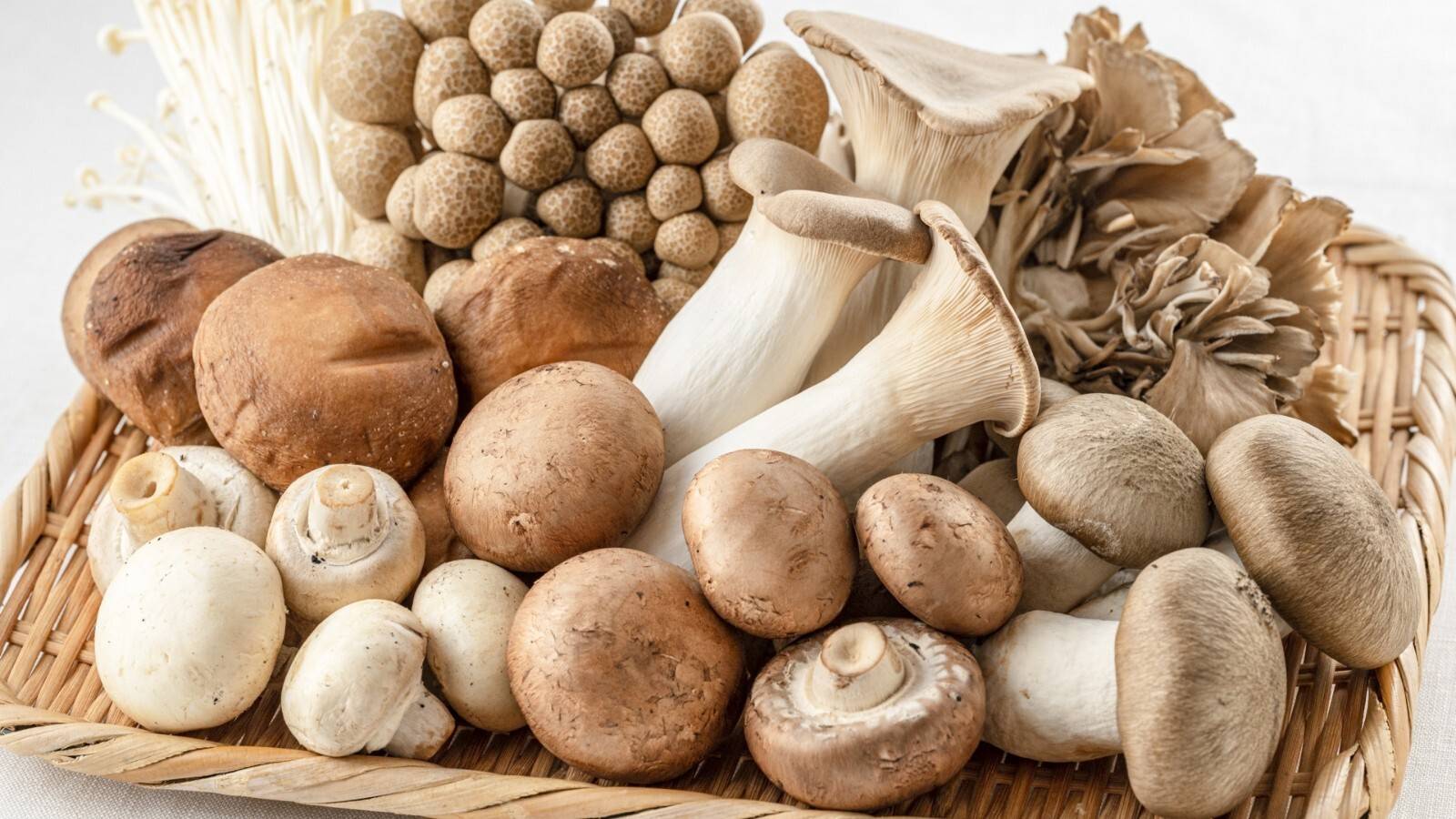 たくさんのきのこ