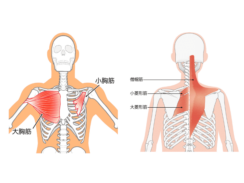 大胸筋