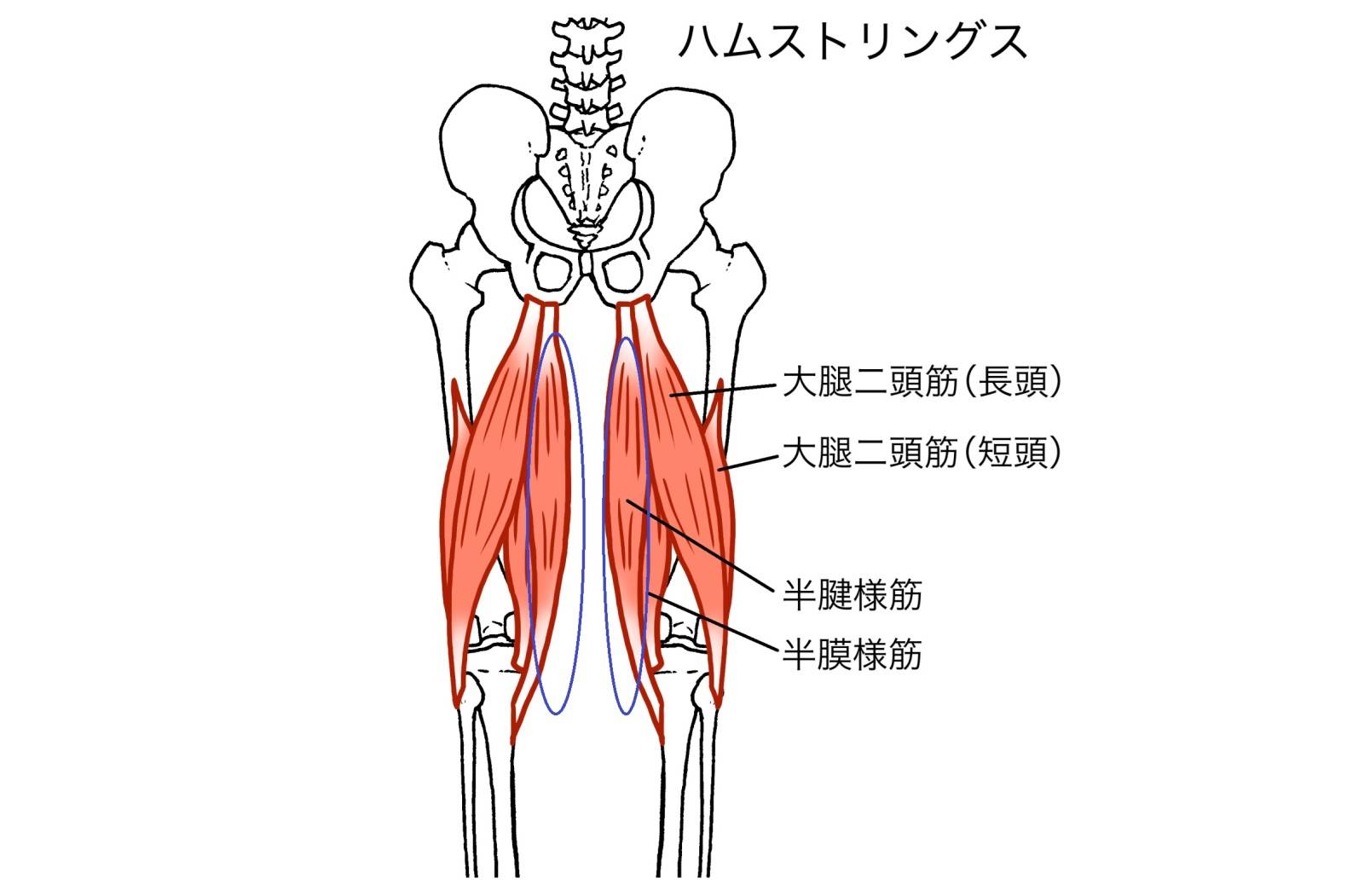 ハムストリングスのイラスト