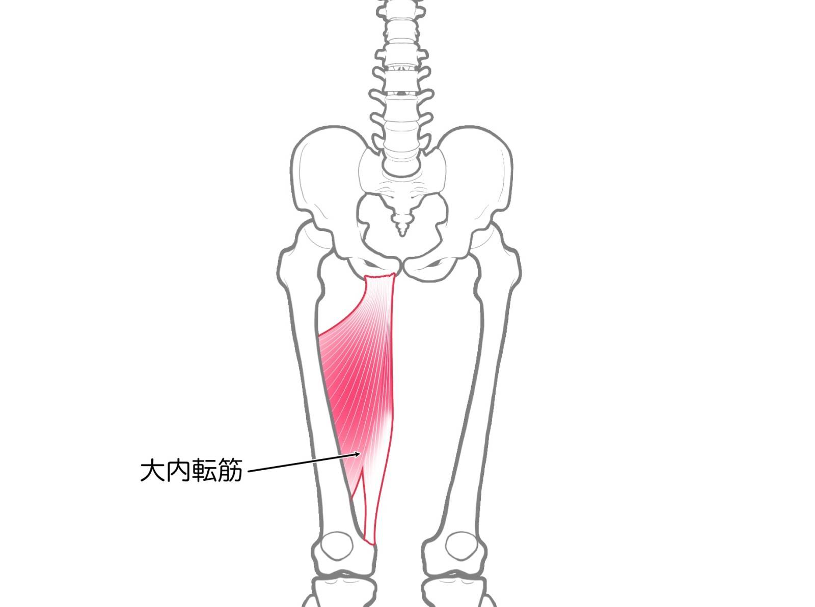大内転筋
