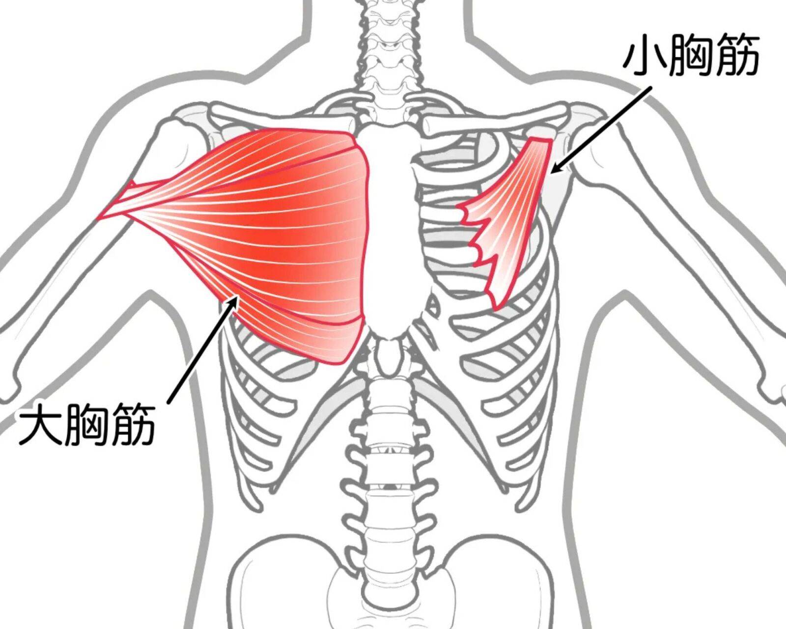 大胸筋