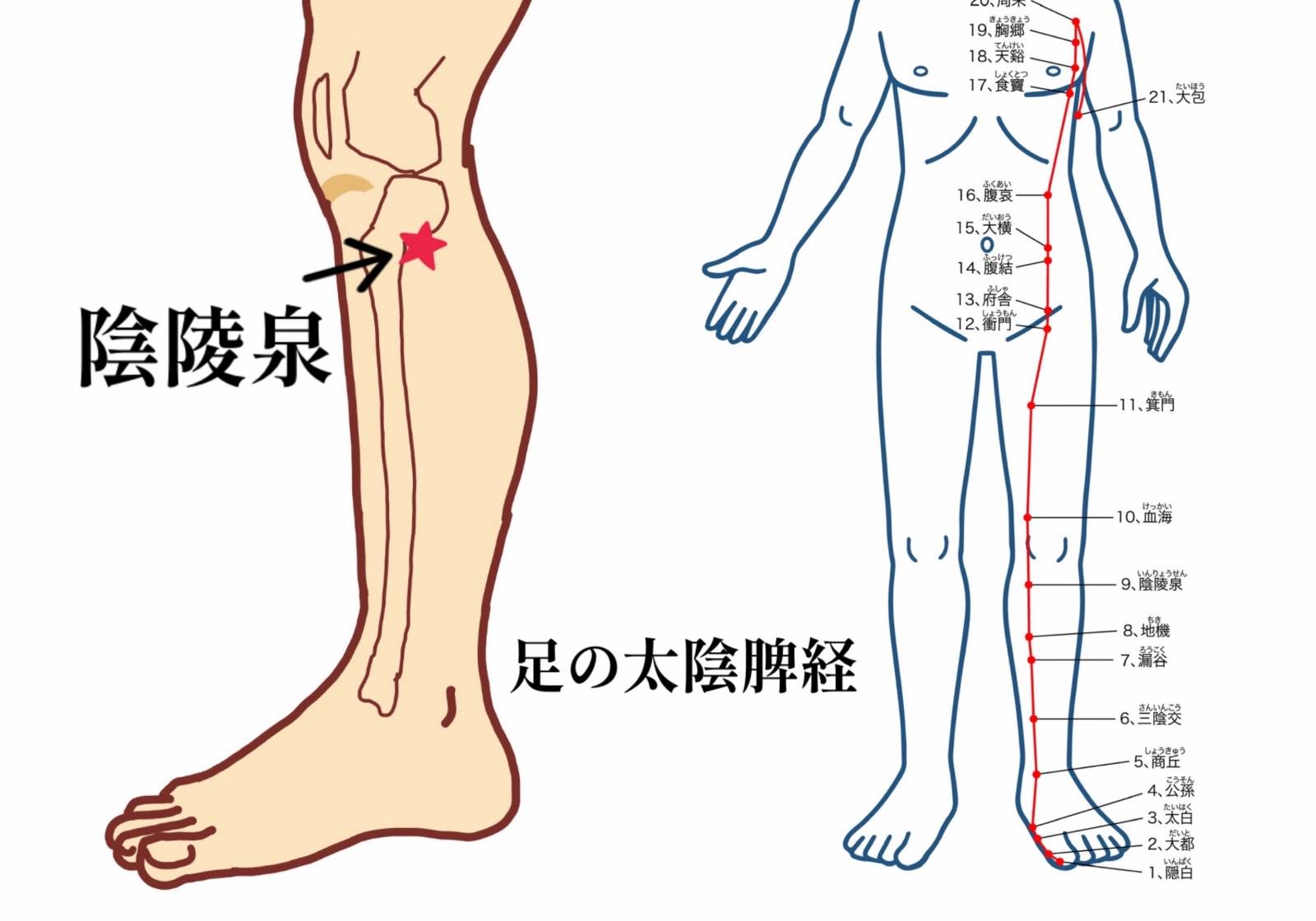 陰陵泉の位置イラスト