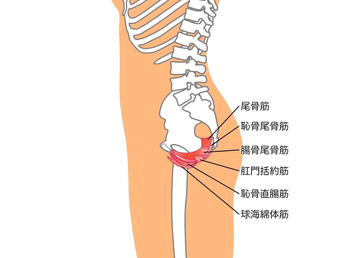 骨盤底筋群