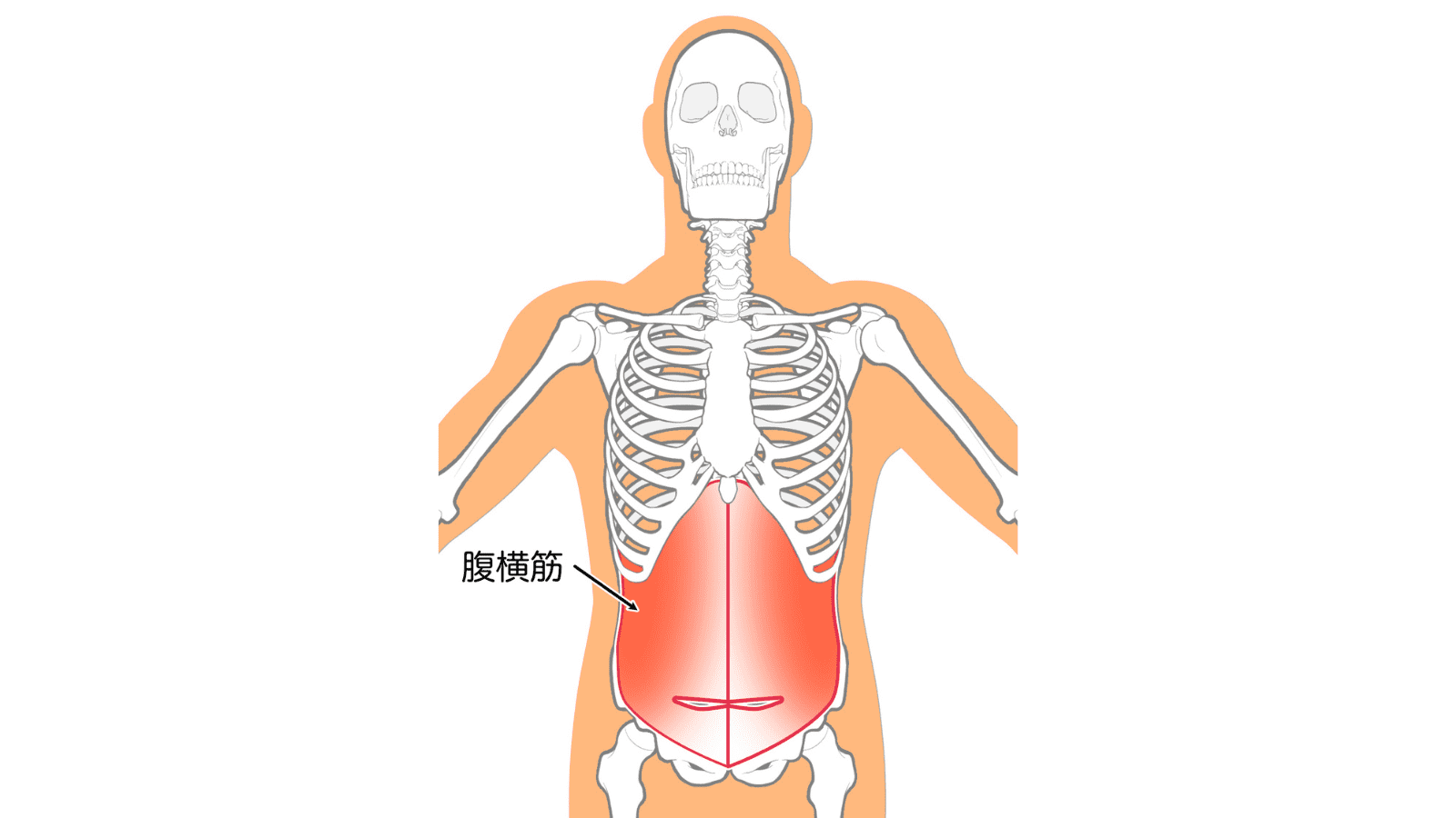 イラストAC　腹横筋