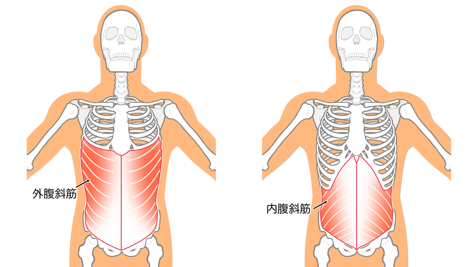イラストAC　腹斜筋
