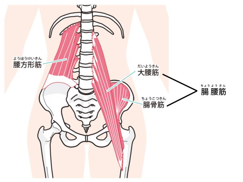 腸腰筋・腰方形筋