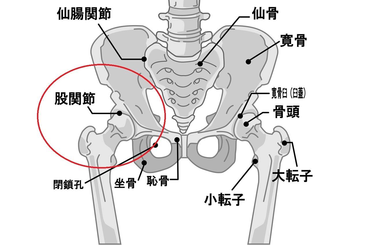 股関節