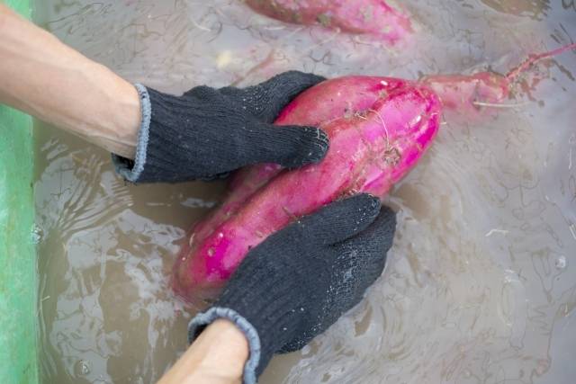 さつまいも　洗う