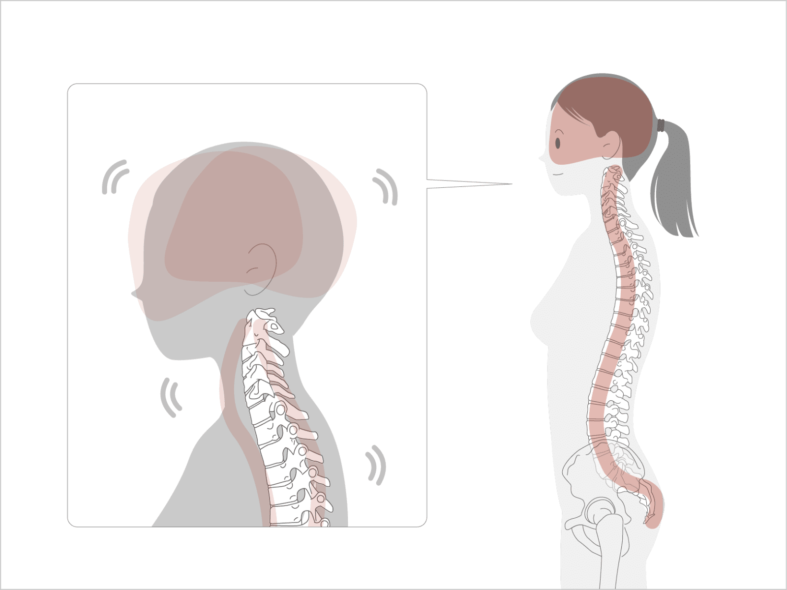 頭は脊椎の先にある。そして頭も脊椎も自由に動いてバランスをとっている