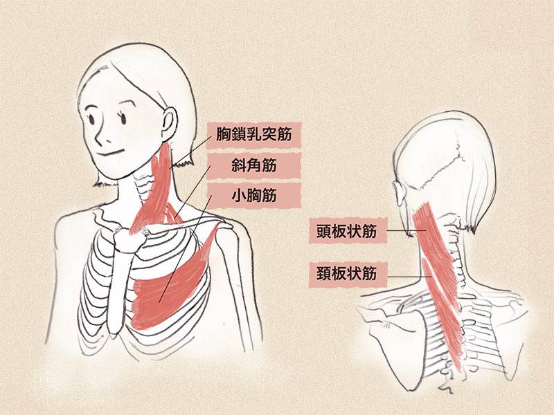 首回しストレッチでアプローチできる筋肉