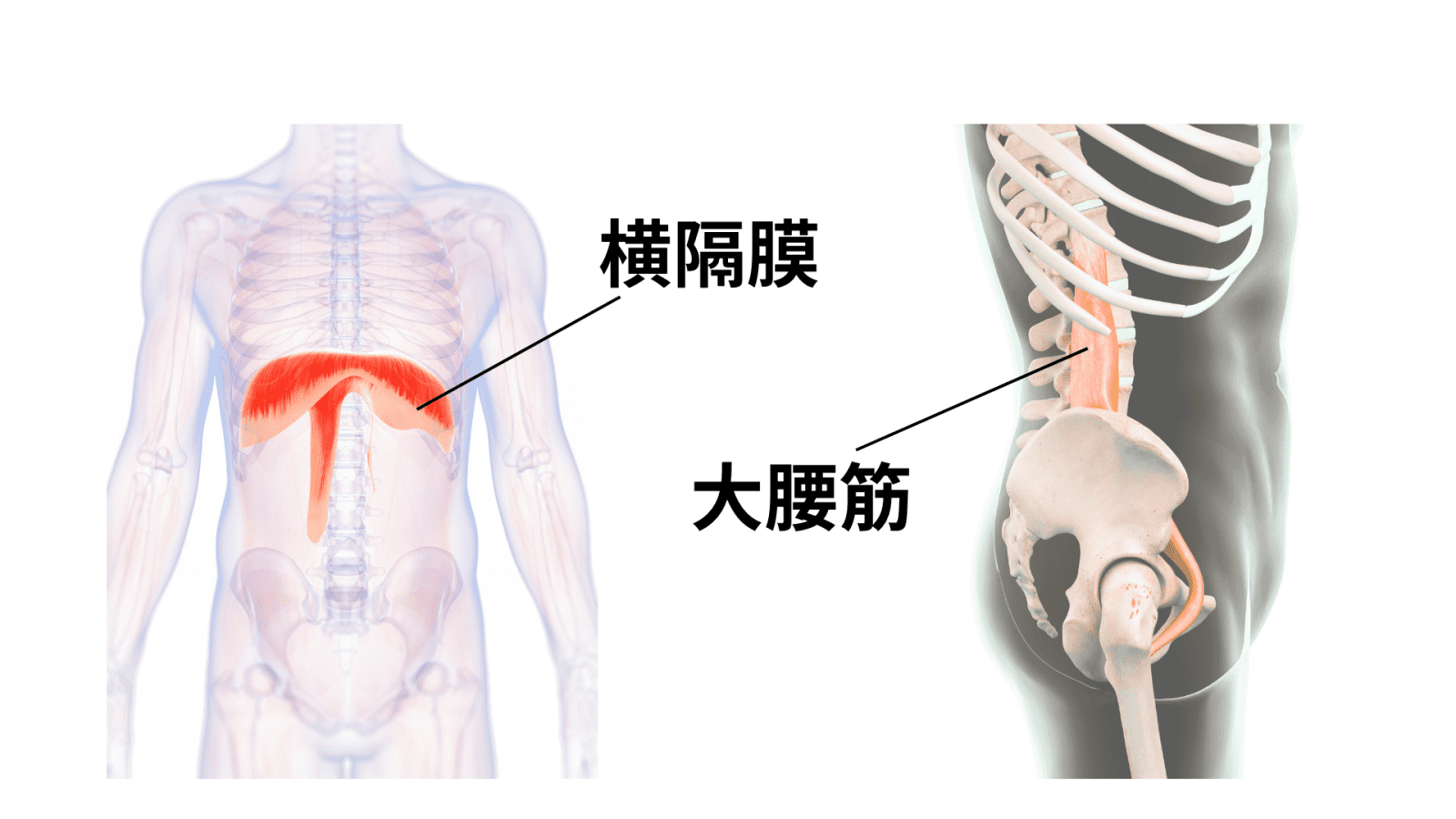 インナーマッスル