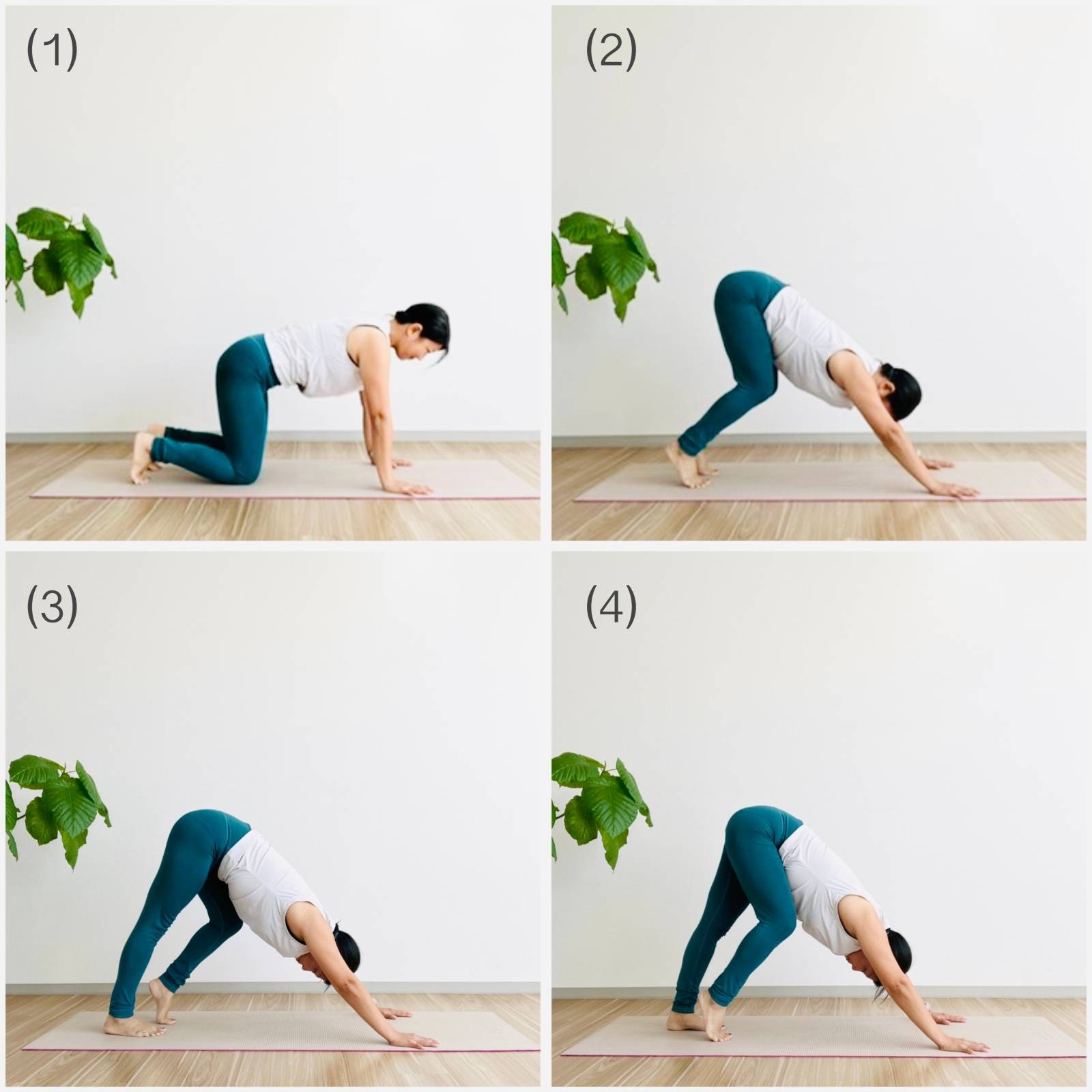 ダウンドッグウォーキング