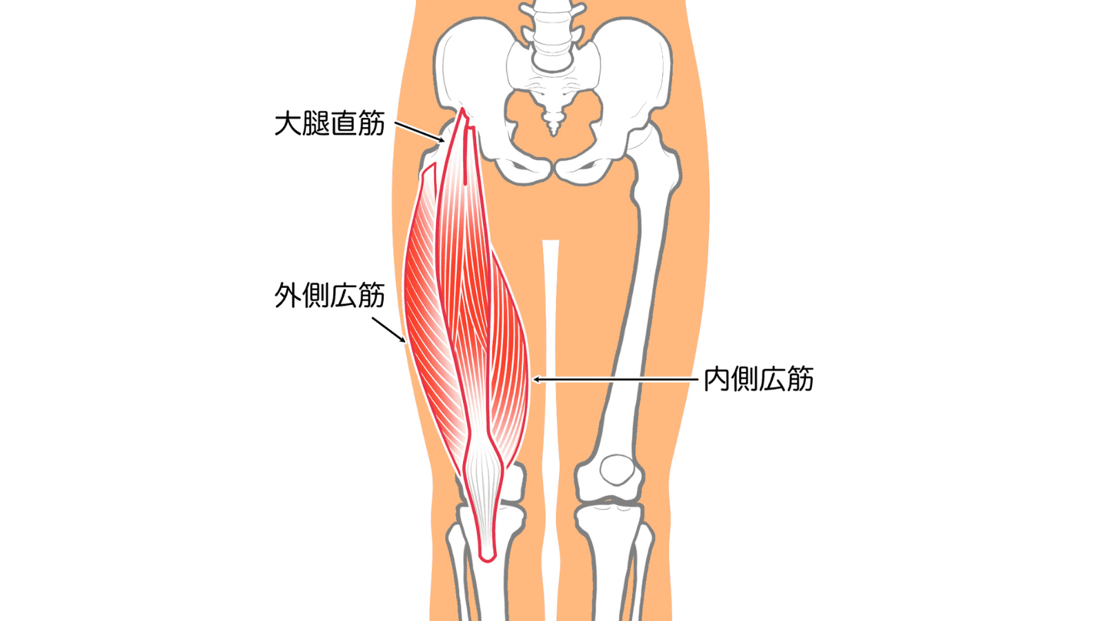 内側広筋　イラスト