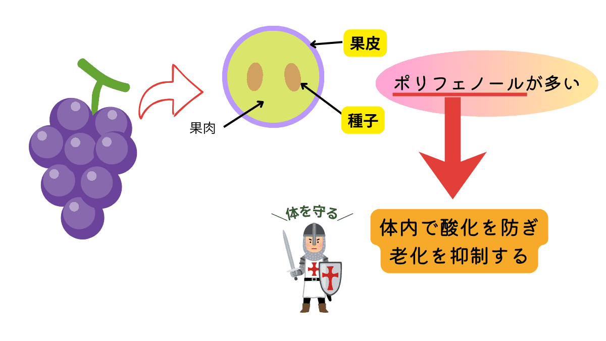 ポリフェノール