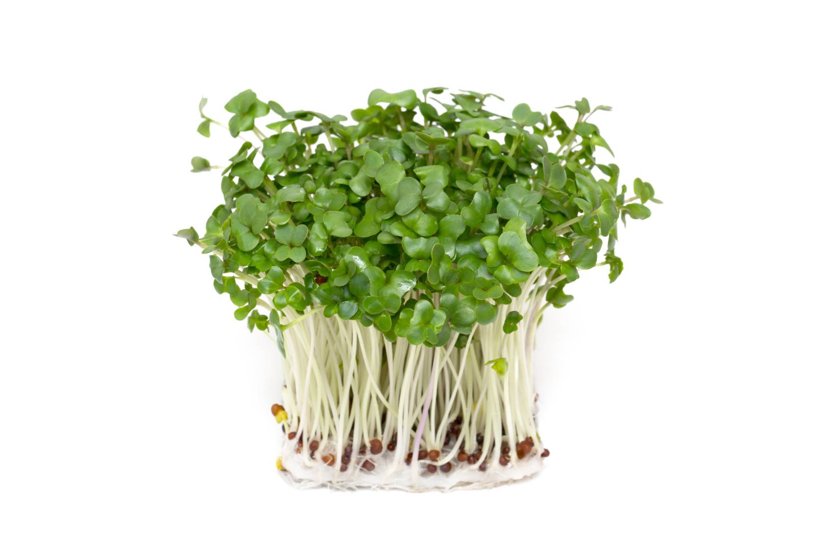 ブロッコリースプラウト