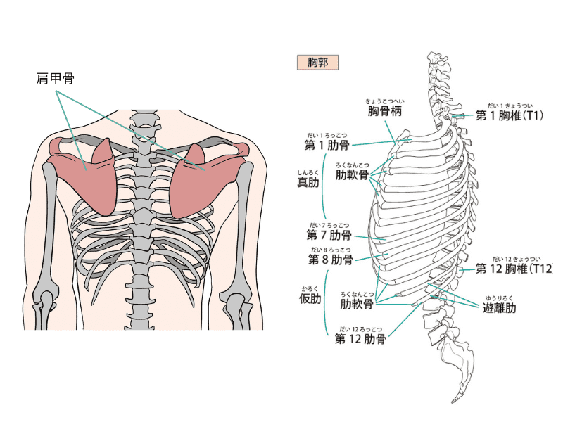 肩甲骨