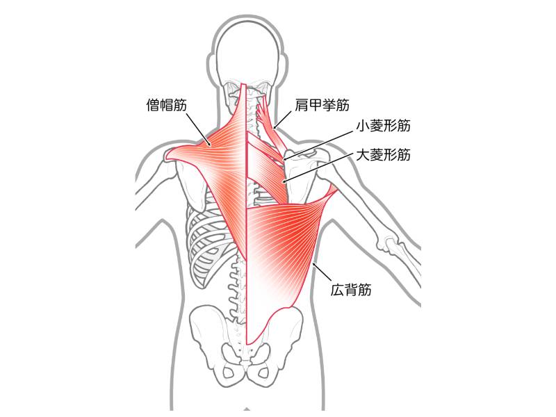 肩甲骨周辺の筋肉