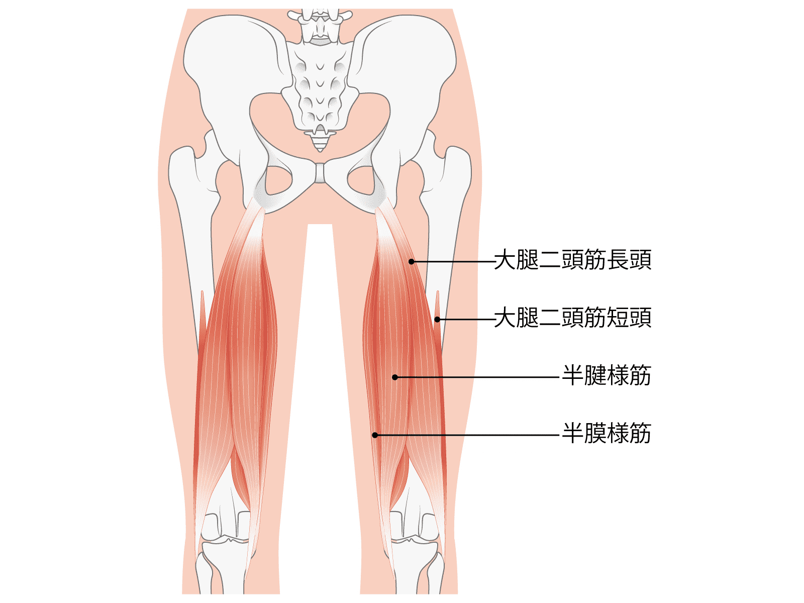 ハムストリング