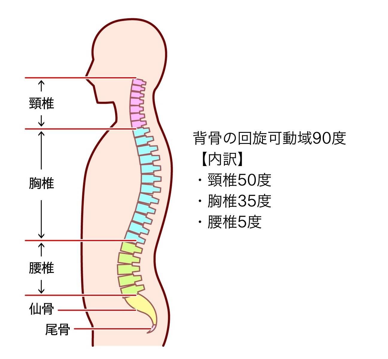 脊柱の回旋可動域