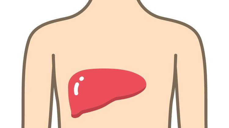 気づかないうちに危険?【肝臓を守る3つの食べ方】を管理栄養士が解説