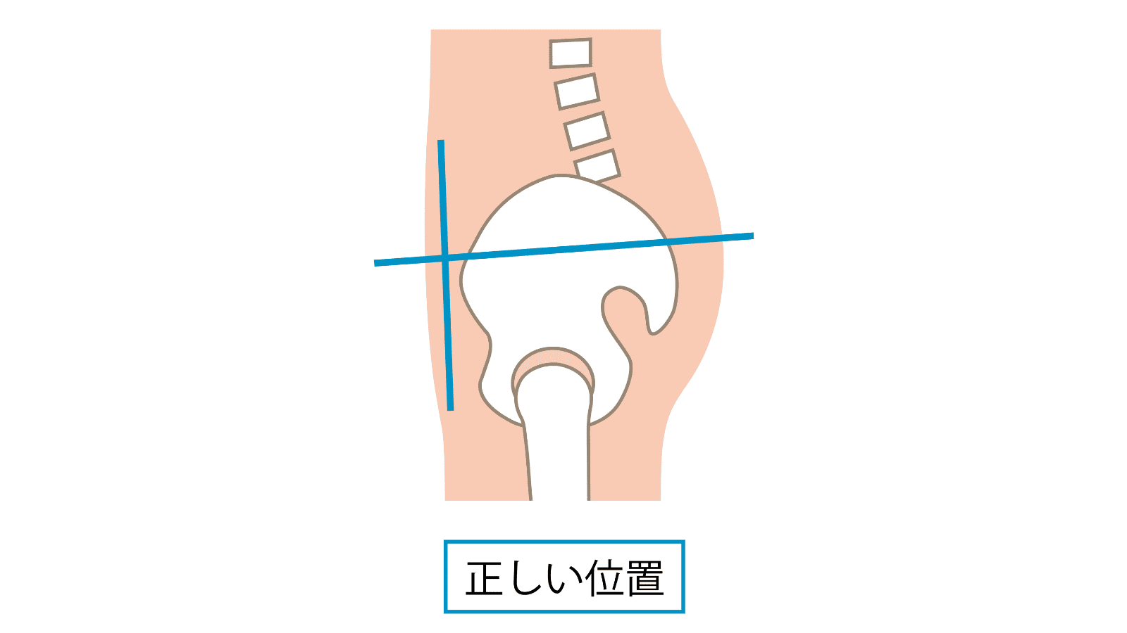 骨盤ニュートラル　イラスト