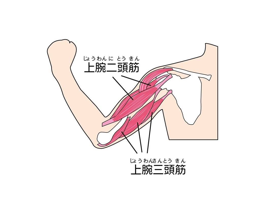 腕の筋肉