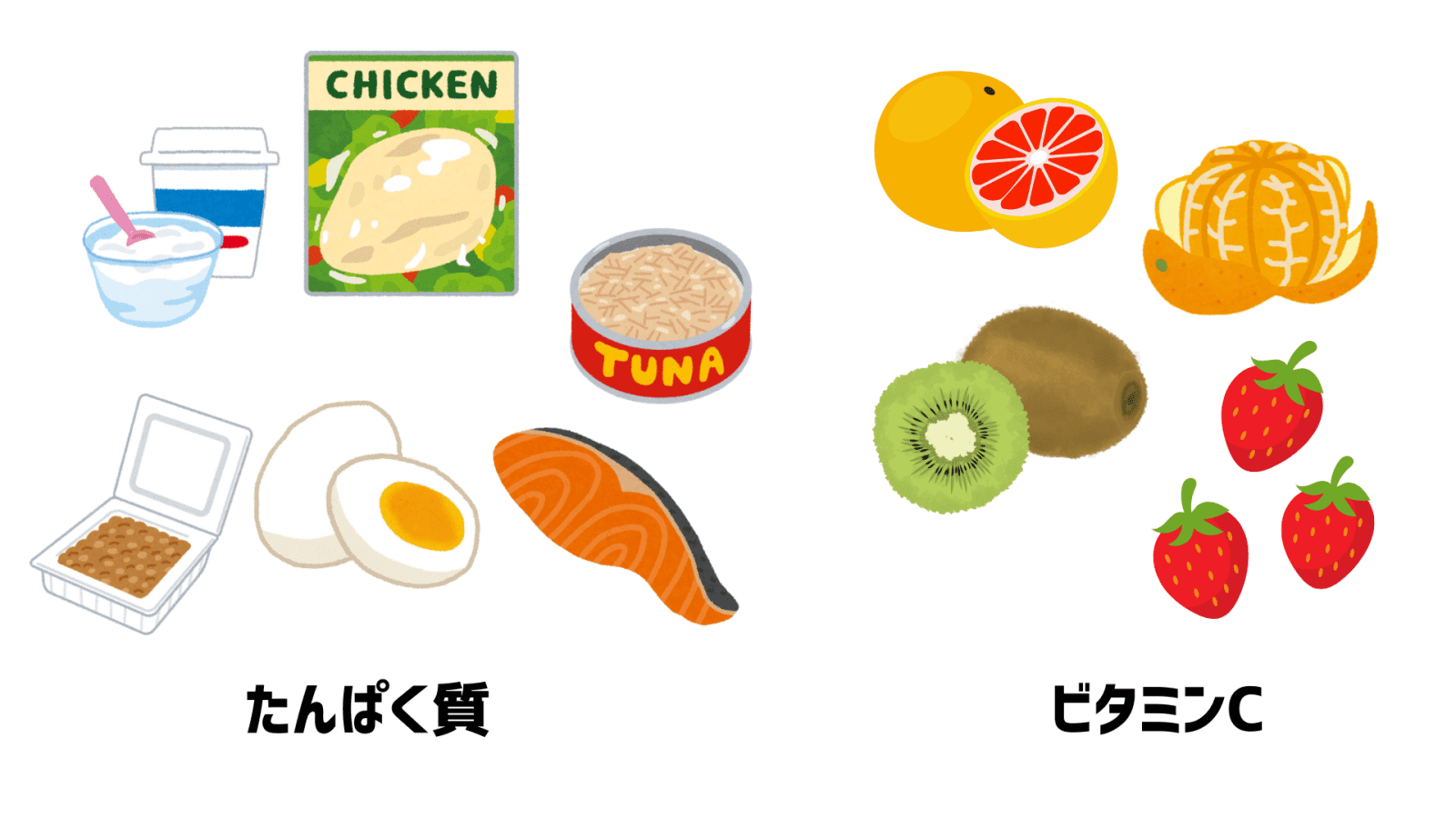 たんぱく質とビタミンCのイラスト