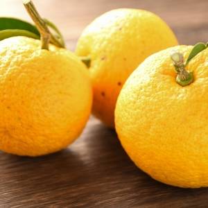 冬至にゆず湯に入るのはなぜ？実はすごい「ゆず」の栄養と体を整える効能｜管理栄養士が解説