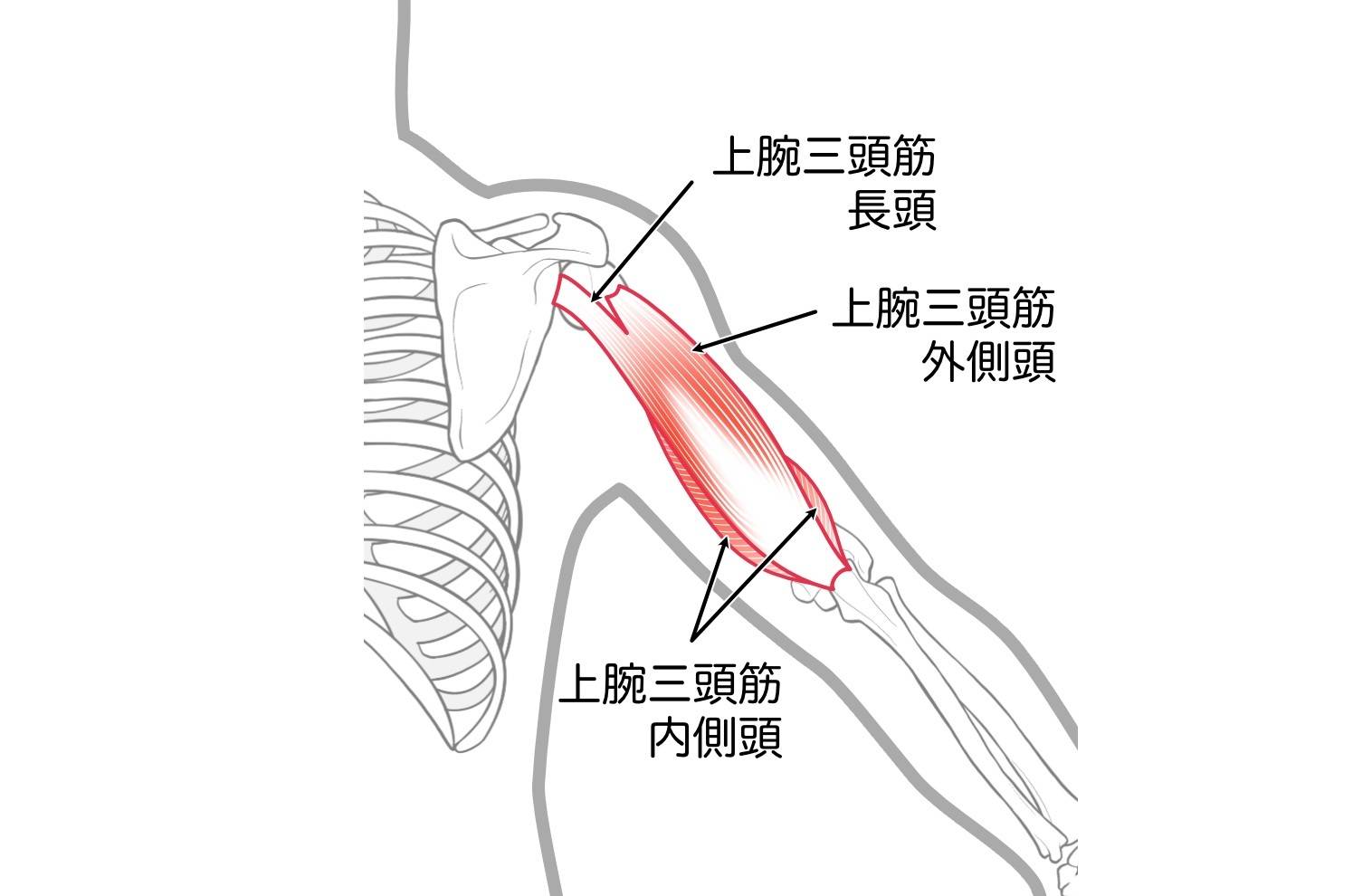 上腕三頭筋