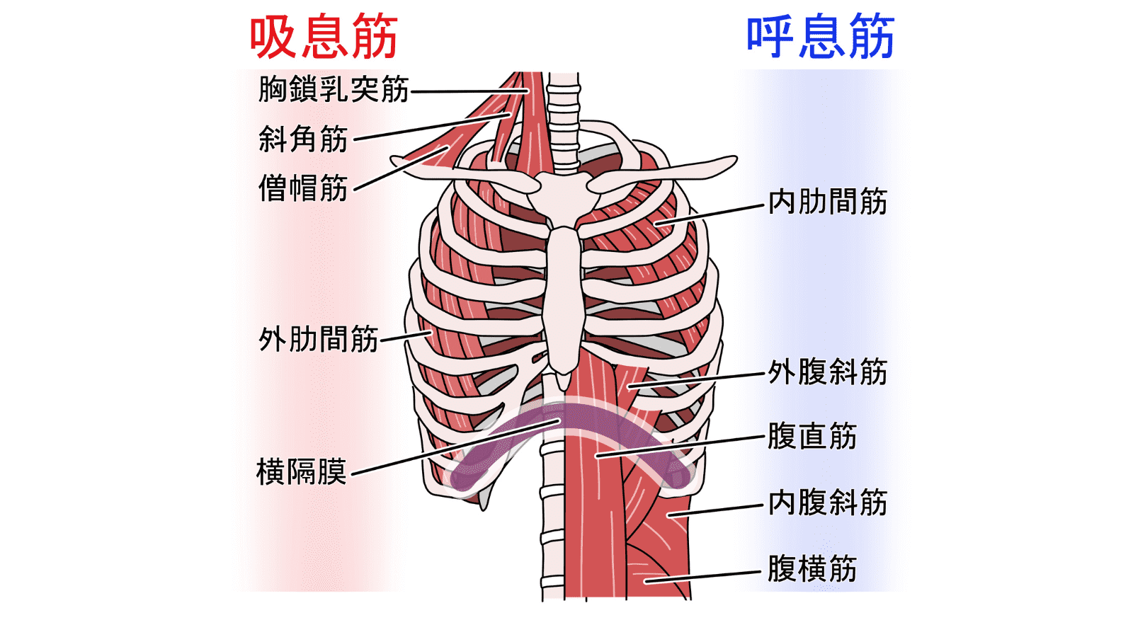 呼吸筋