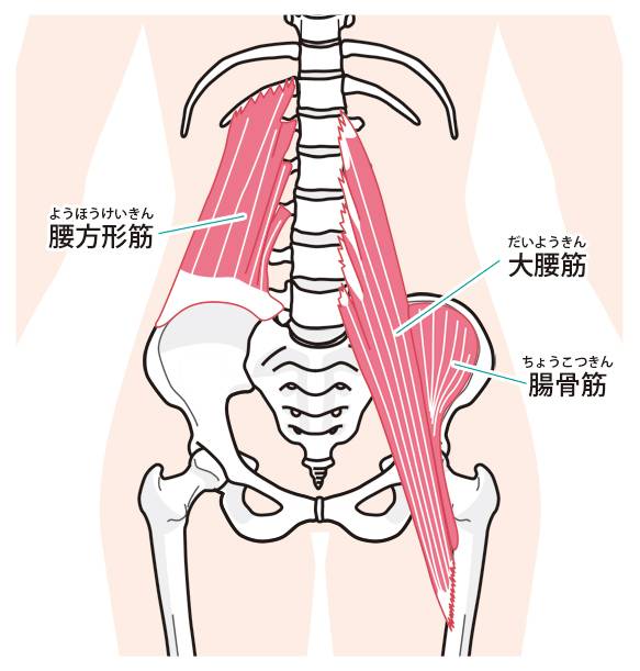 腰方形筋・腸腰筋