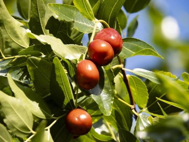 なつめのイメージ