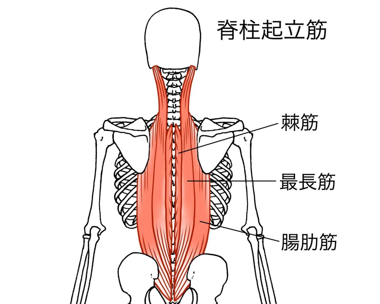 脊柱起立筋
