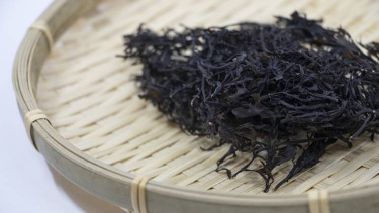 芽ひじきと長ひじき、何が違う？向いている料理と安全な食べ方を管理栄養士が解説