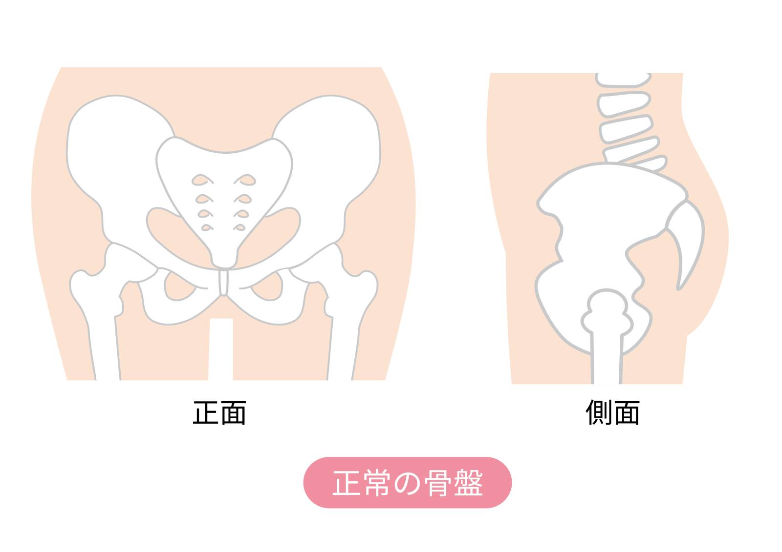 骨盤のイラスト
