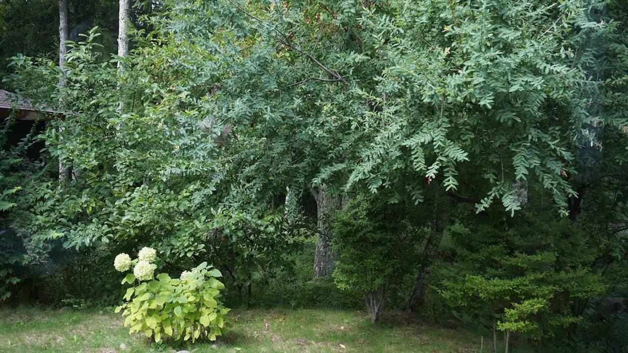 「いつか八ヶ岳に住みたい」が叶った二拠点生活。だけど、東京から完全移住はしない。その理由は？#暮らしの選択肢