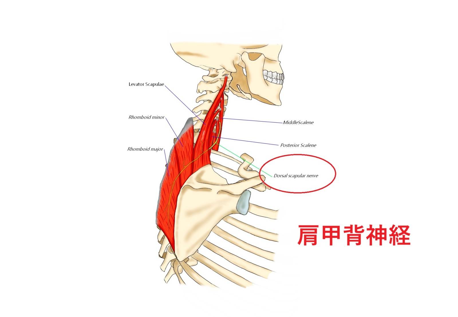肩の神経_肩甲背神経