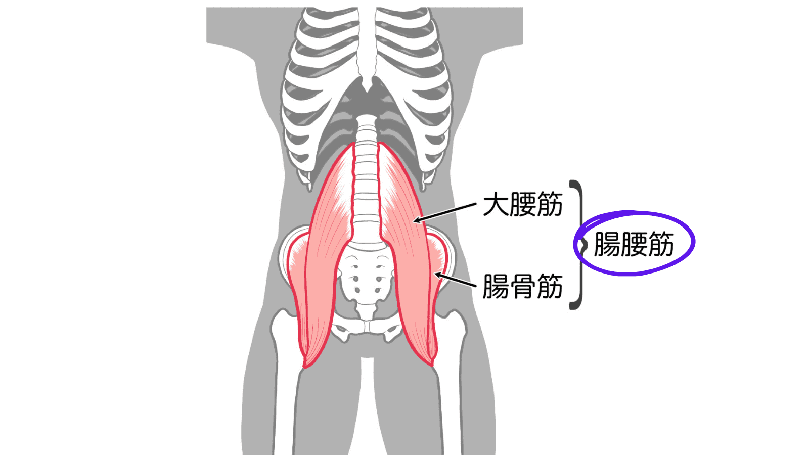 腸腰筋　イラスト