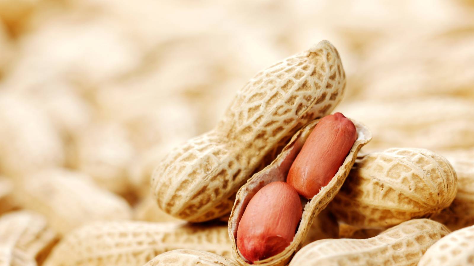  米最新研究で判明！｜毎日ふたつかみ程度のピーナッツを食べると脳の血流が改善、言語記憶力の向上が期待できる 