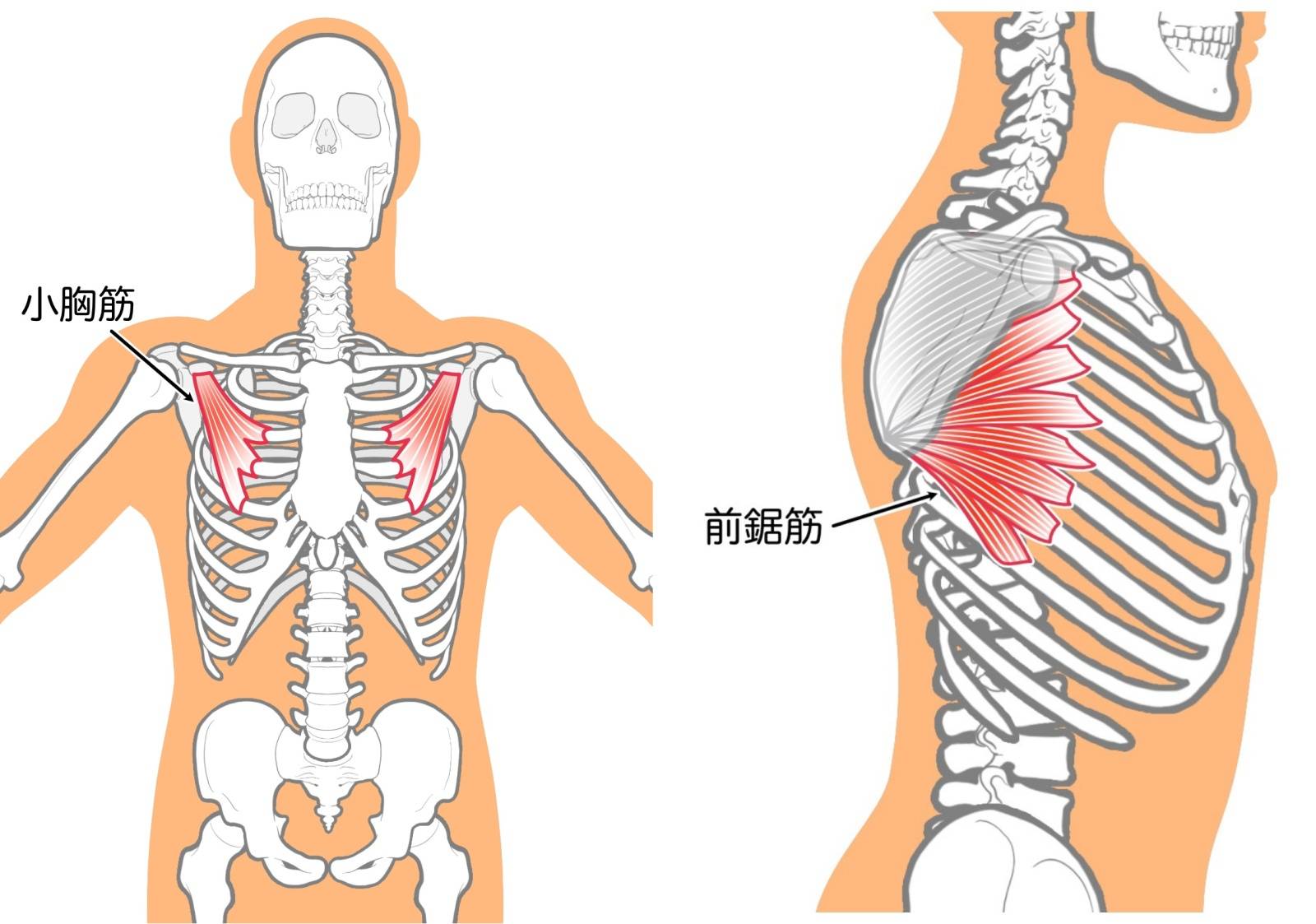 小胸筋と前鋸筋