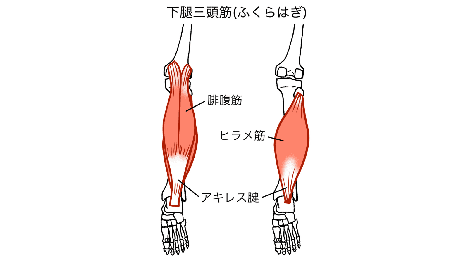 ふくらはぎ