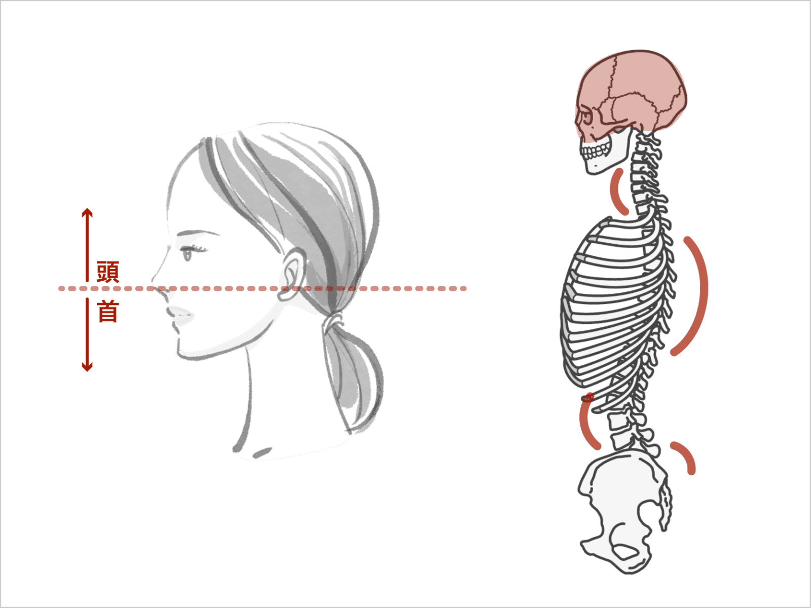 頭と脊椎の構造の確認する