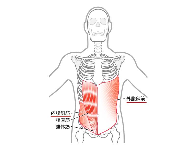 内腹斜筋・外腹斜筋