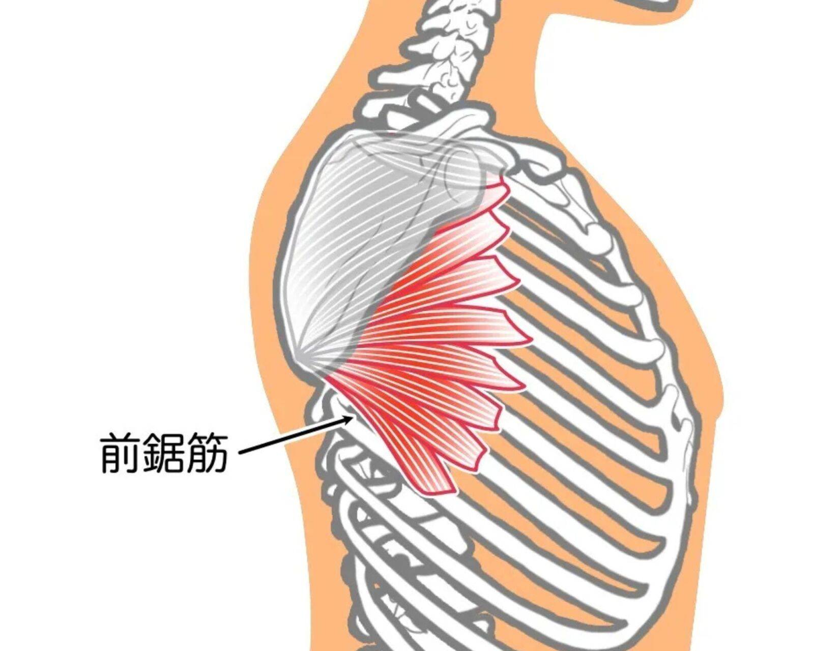 前鋸筋