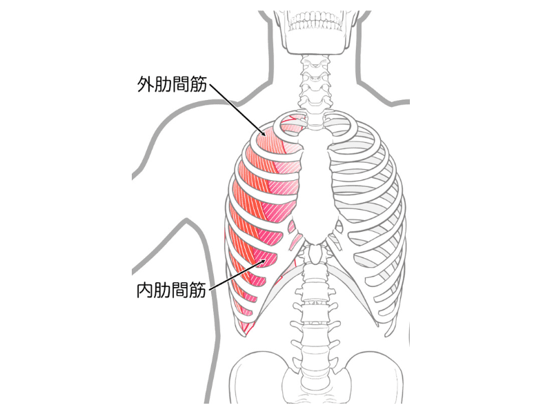 肋間筋