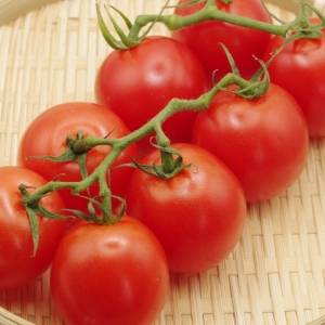 朝トマトを食べるだけ！腸がよろこぶ理由を管理栄養士が解説